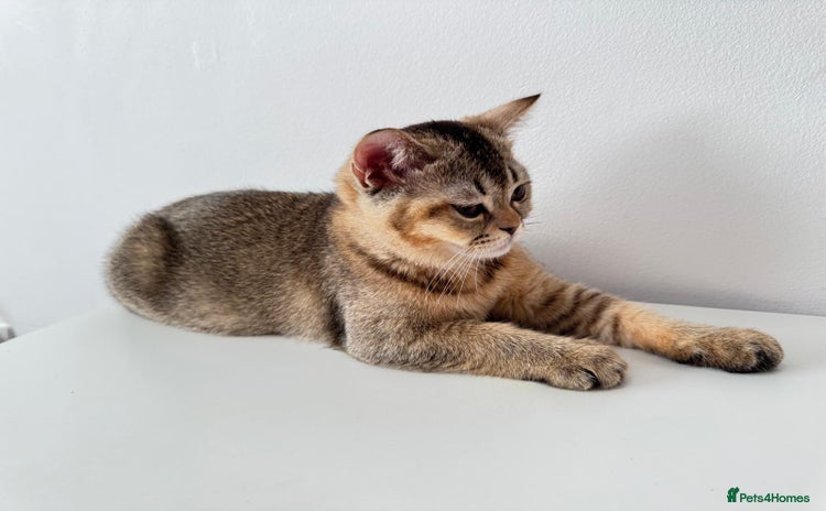 Scottish Fold cats - Advert 10