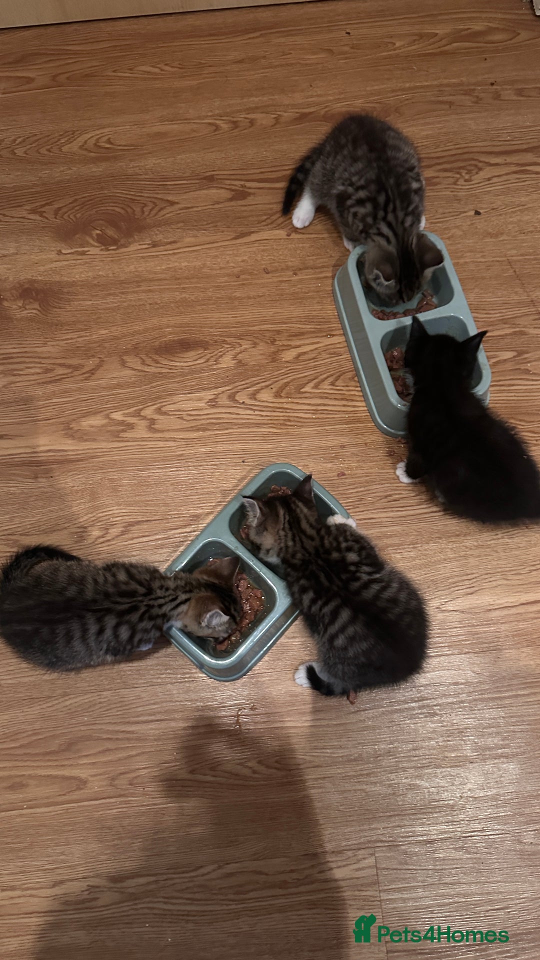 Domestic Shorthair cats for sale: 5 Tabby & Tuxedo kittens for sale - Image 10