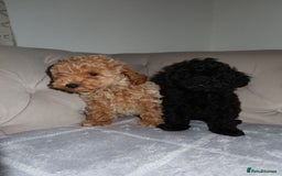 Toy Poodle dogs for sale: Toy poodle puppy - Image 6