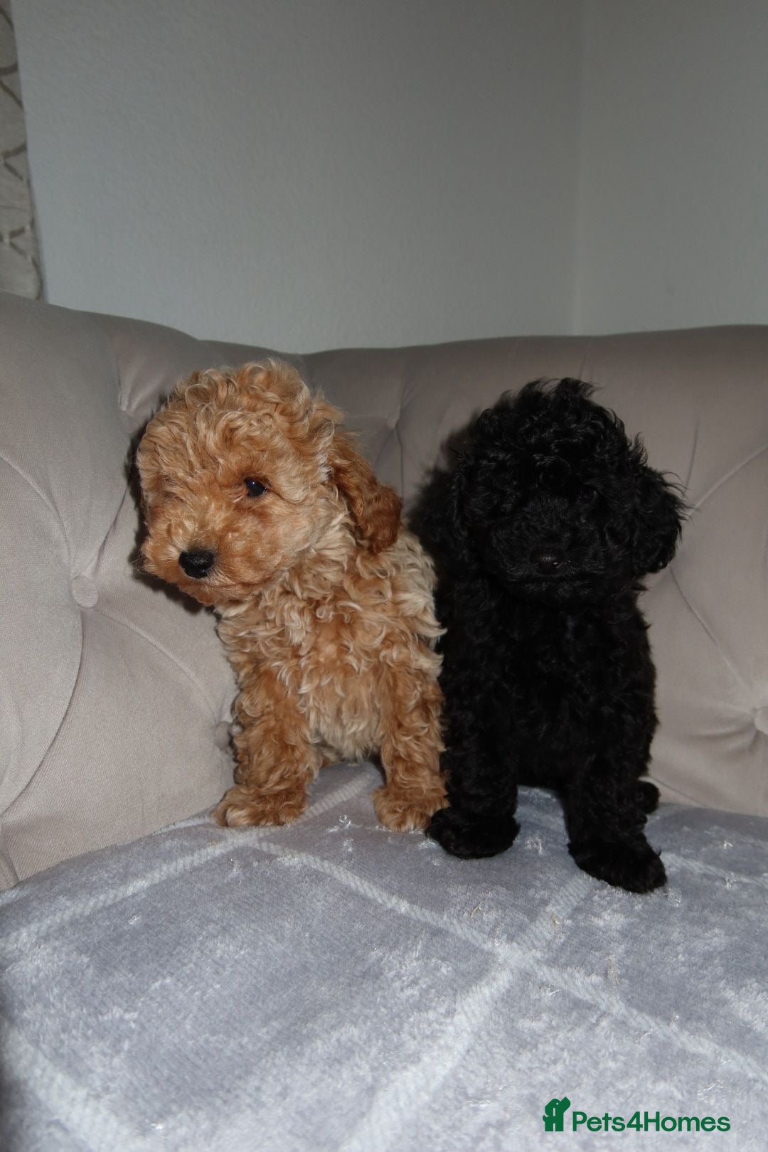 Toy Poodle dogs for sale: Toy poodle puppy - Image 6