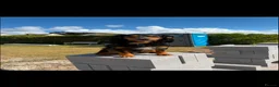 Cocker Spaniel dogs for sale: Cocker spaniels in Llandudno Junction - Advert 2