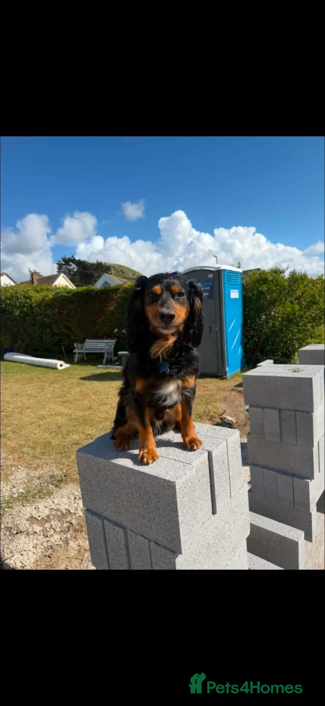 Cocker Spaniel dogs for sale: Cocker spaniels in Llandudno Junction - Advert 2