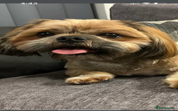 Shih Tzu dogs for sale: Shihtzu puppies - Image 4