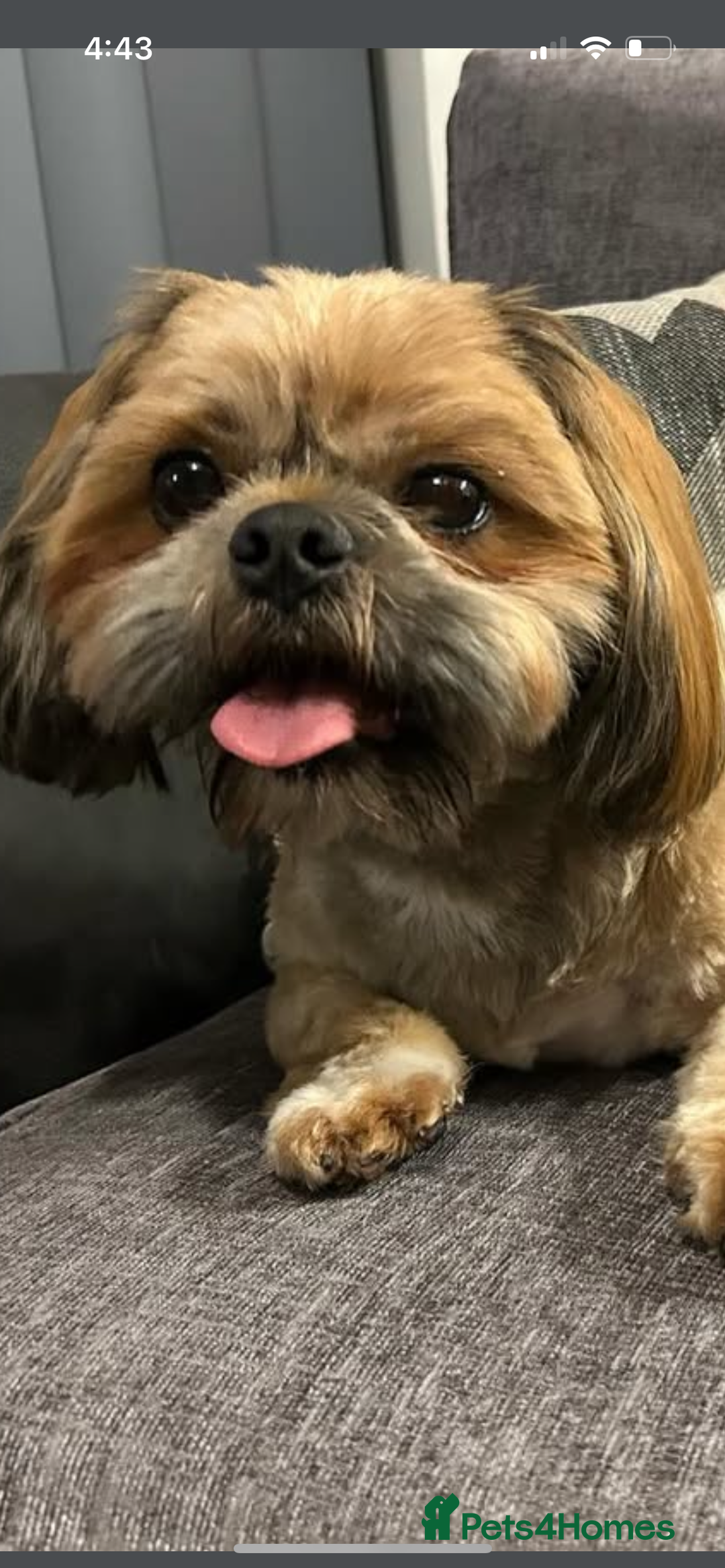 Shih Tzu dogs for sale: Shihtzu puppies - Image 4