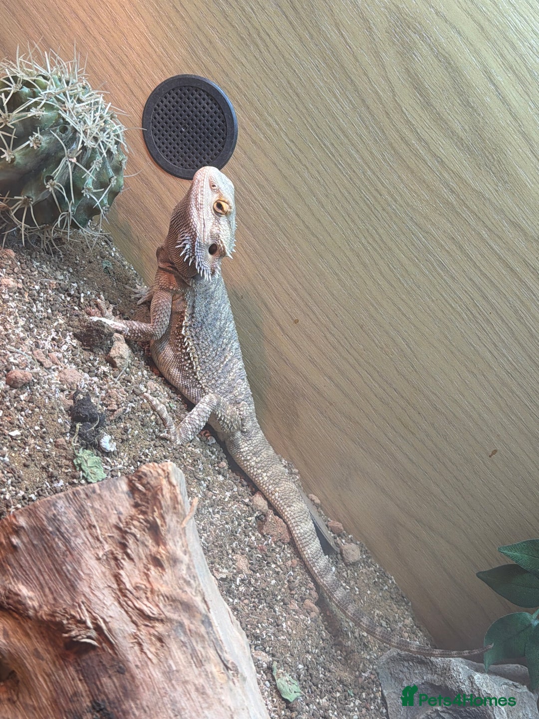 Bearded Dragon reptiles for sale: Rango the bearded dragon  - Advert 2