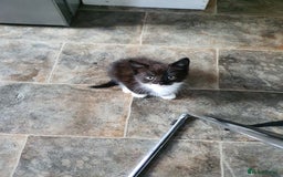 Mixed Breed cats for sale: Kittens for sale  - Image 4