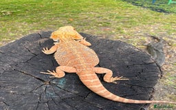 Bearded Dragon reptiles for sale: Bearded Dragon - Male - Image 3