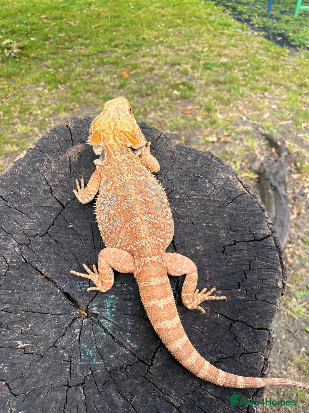 Bearded Dragon reptiles for sale: Bearded Dragon - Male - Image 3