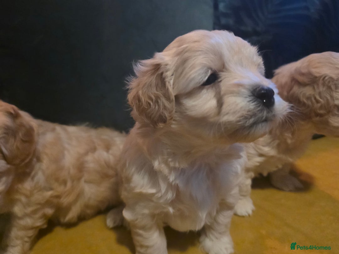 Maltipoo dogs for sale: F1 Maltipoo for sale  - Advert 29