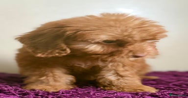 Cockapoo dogs - Advert 3