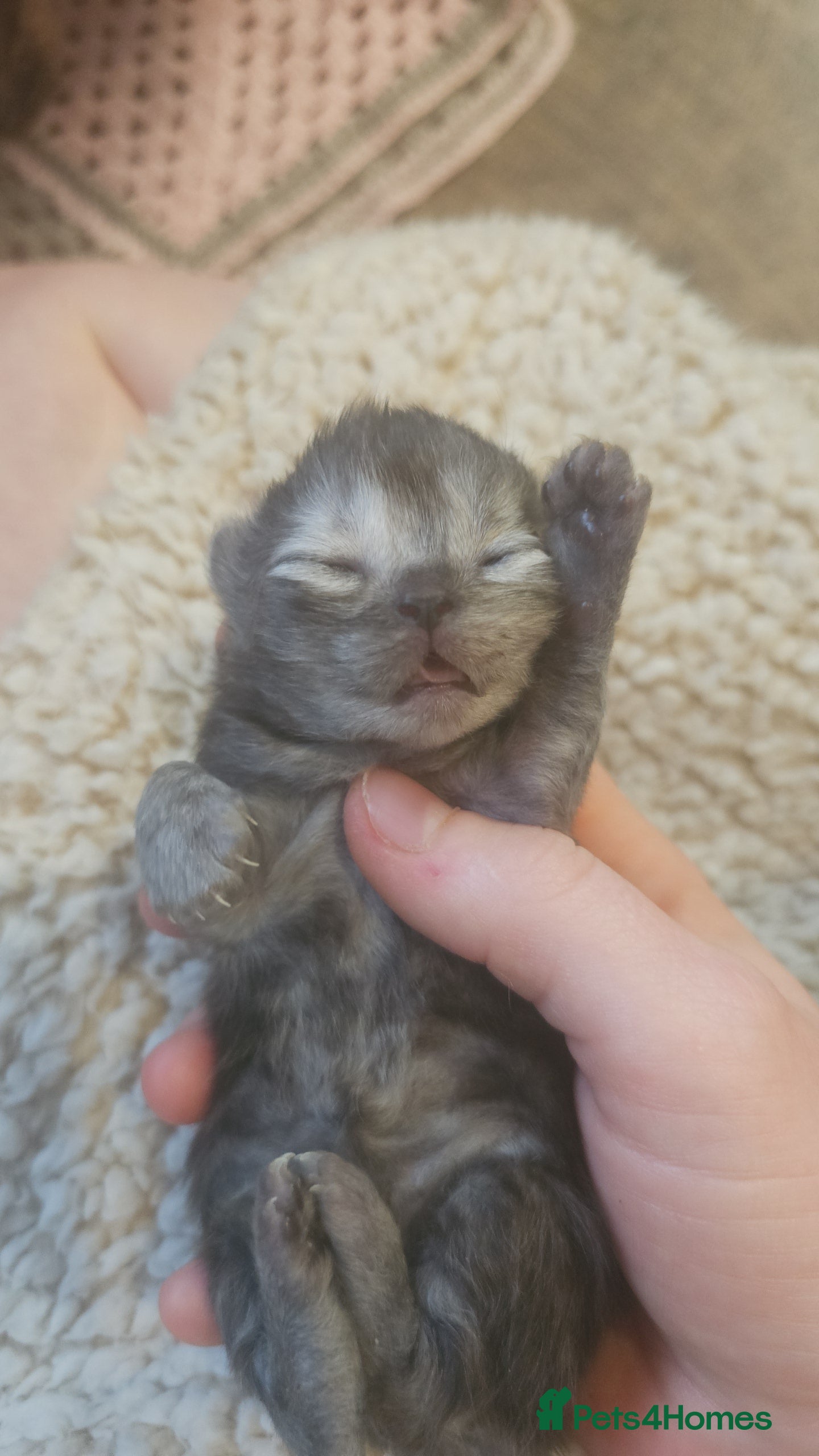 Persian cats Persian kittens for reserve🖤 - Advert 5