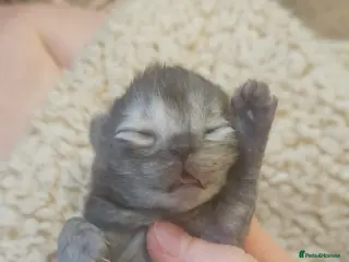 Persian cats Persian kittens for reserve🖤 - Advert 5