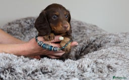 Miniature Dachshund dogs for sale: PEDIGREE MINIATURE LONGHAIRED DACHSHUNDS  - Image 20