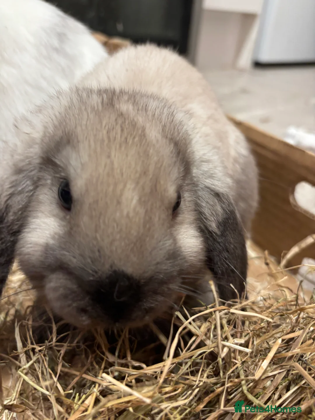 Mini Lop rabbits for sale: Beautiful pure bred seal point mini lop bunnies  - Advert 1
