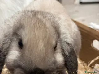 Mini Lop rabbits Beautiful few left seal point & friendly bunnies - Advert 1