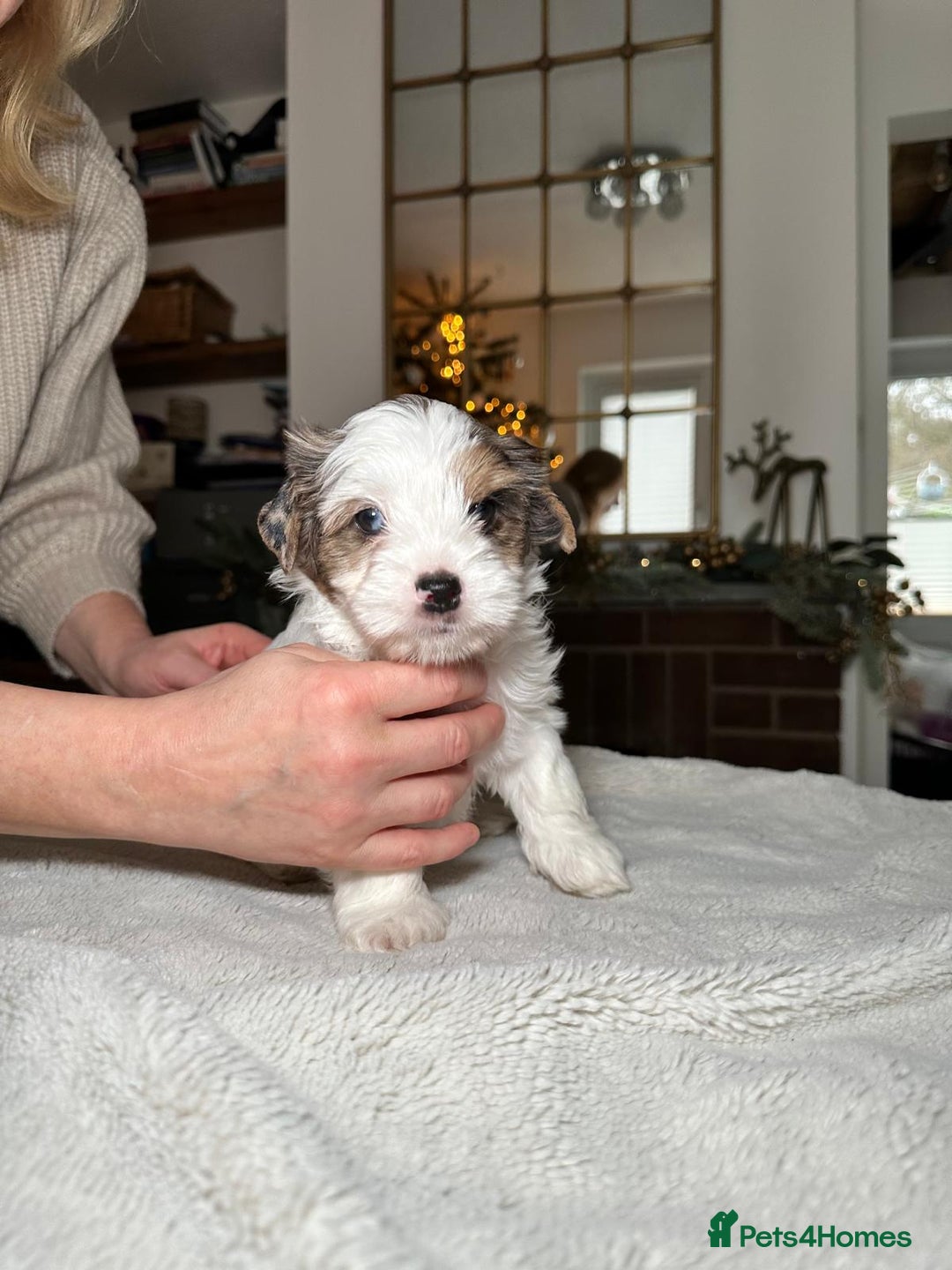 Yorkshire Terrier dogs for sale: Biewer Yorkie Boys | Pedigree | Licensed - Advert 7