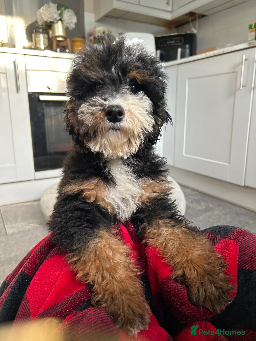 Mixed Breed dogs for sale: 🌟🌟Stunning Australian Cavapoo Puppies 🩷💙 m - Advert 8