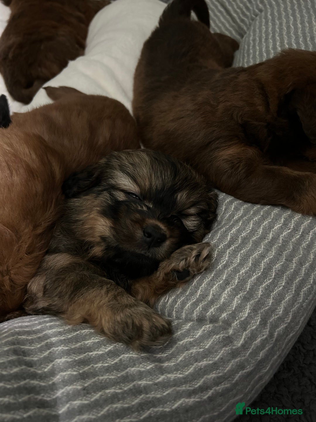Mixed Breed dogs for sale: Beautiful cavapoopoms looking for forever homes  - Image 10
