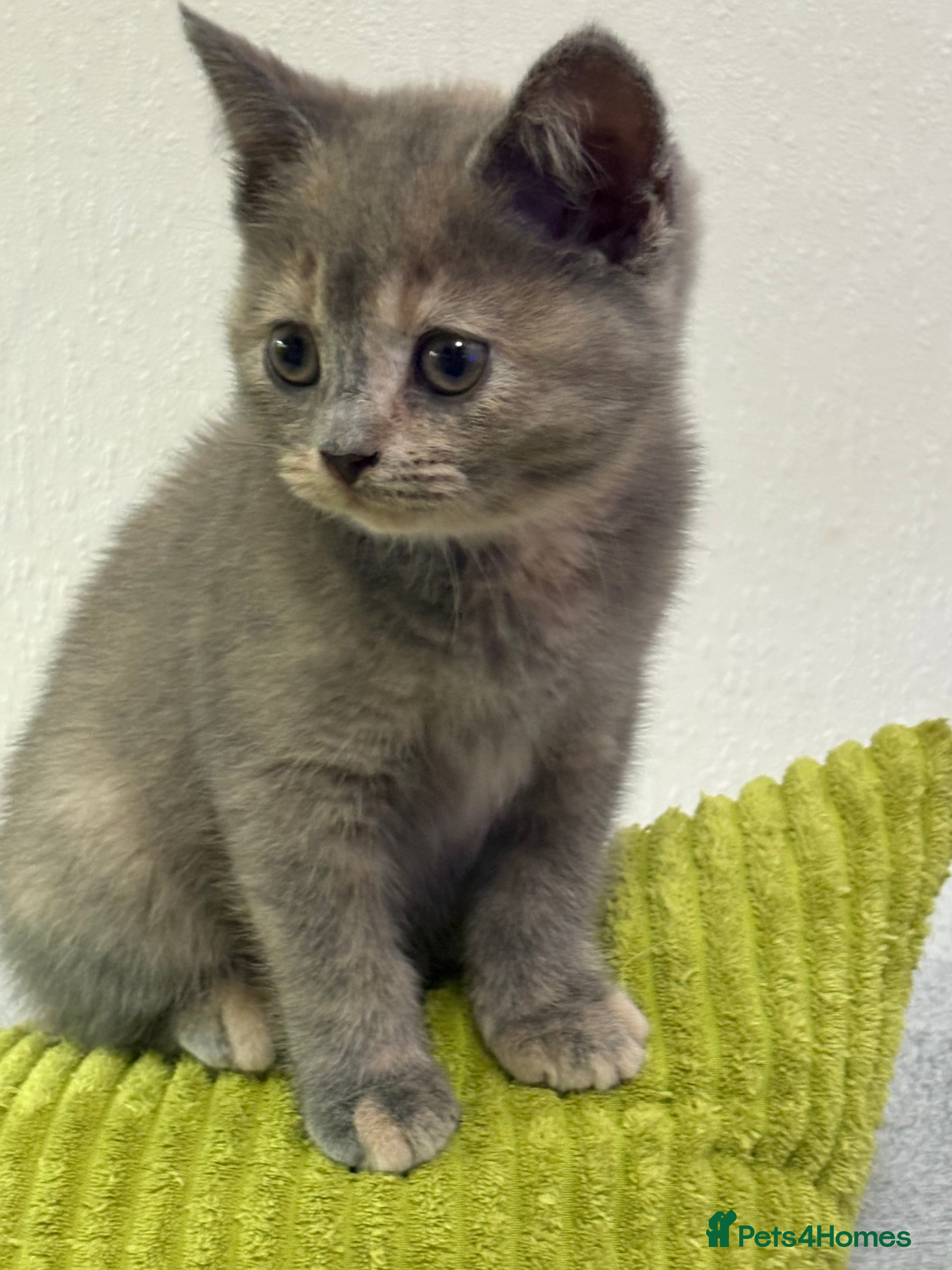 British Shorthair cats British shorthair kittens  - Advert 1