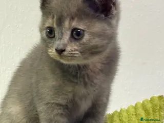 British Shorthair cats British shorthair kittens - Advert 1