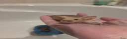 Mouse rodents for sale: Young female mice - Advert 8