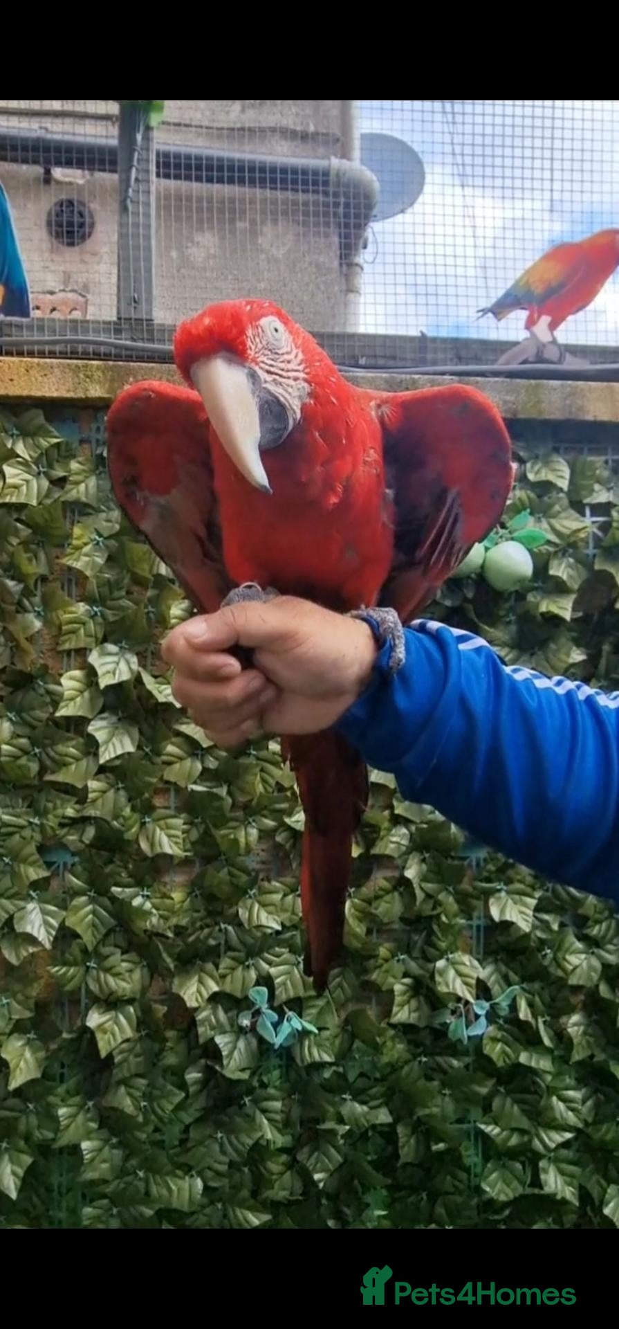 Budgerigars birds Tame Greenwing Macaw - Advert 1