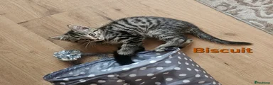 Biscuit 