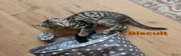 British Shorthair cats for sale: British Short Haired and Turkish Angora mix  - Advert 22