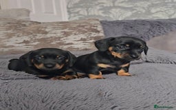 Miniature Dachshund dogs for sale: Miniature Smooth Dachshund Puppies  - Image 7