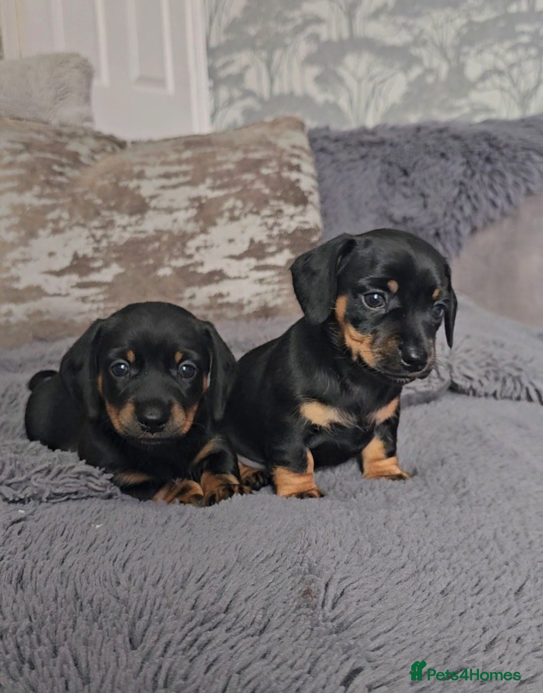 Miniature Dachshund dogs for sale: Miniature Smooth Dachshund Puppies  - Image 7