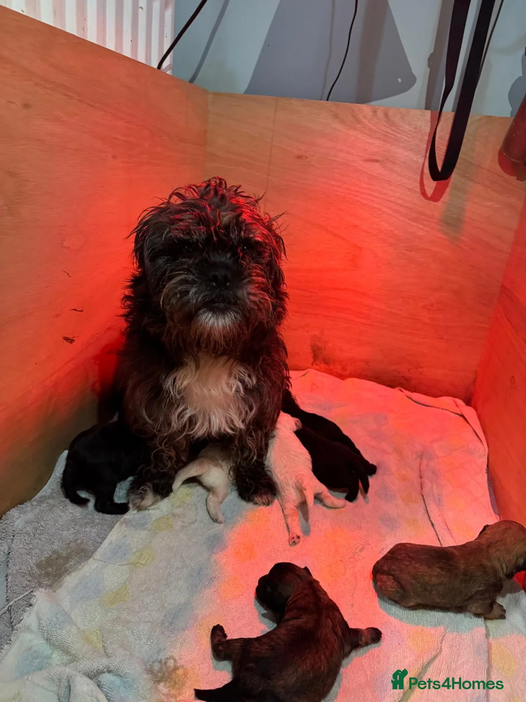 Shihpoo dogs for sale: 3 beautiful female shihpoo puppies  - Advert 2