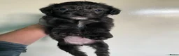 Mixed Breed dogs for sale: Whippet cross toy poodle   - Advert 23