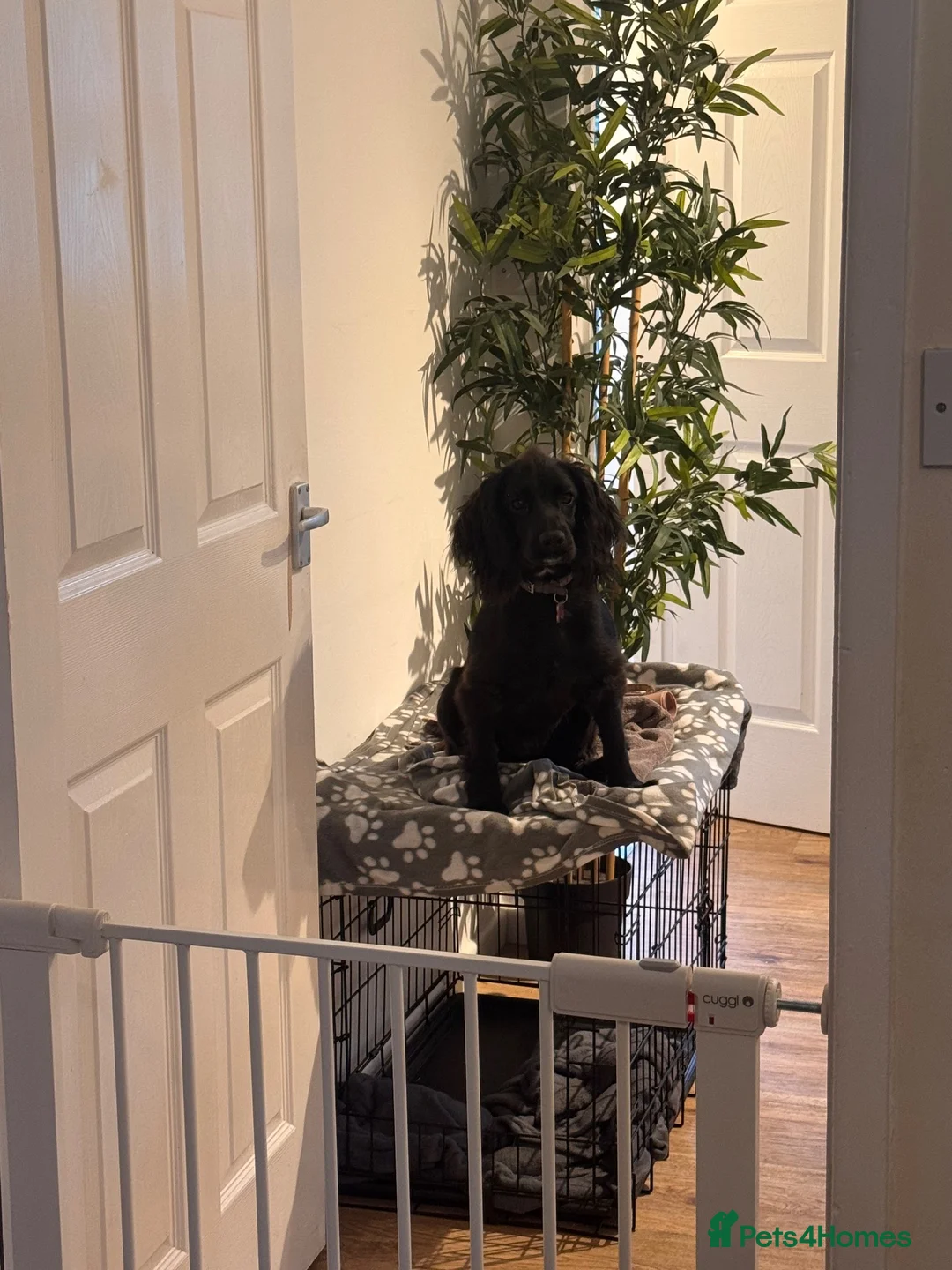Cocker Spaniel dogs for sale: Cockerspaniel  in Tamworth - Advert 2