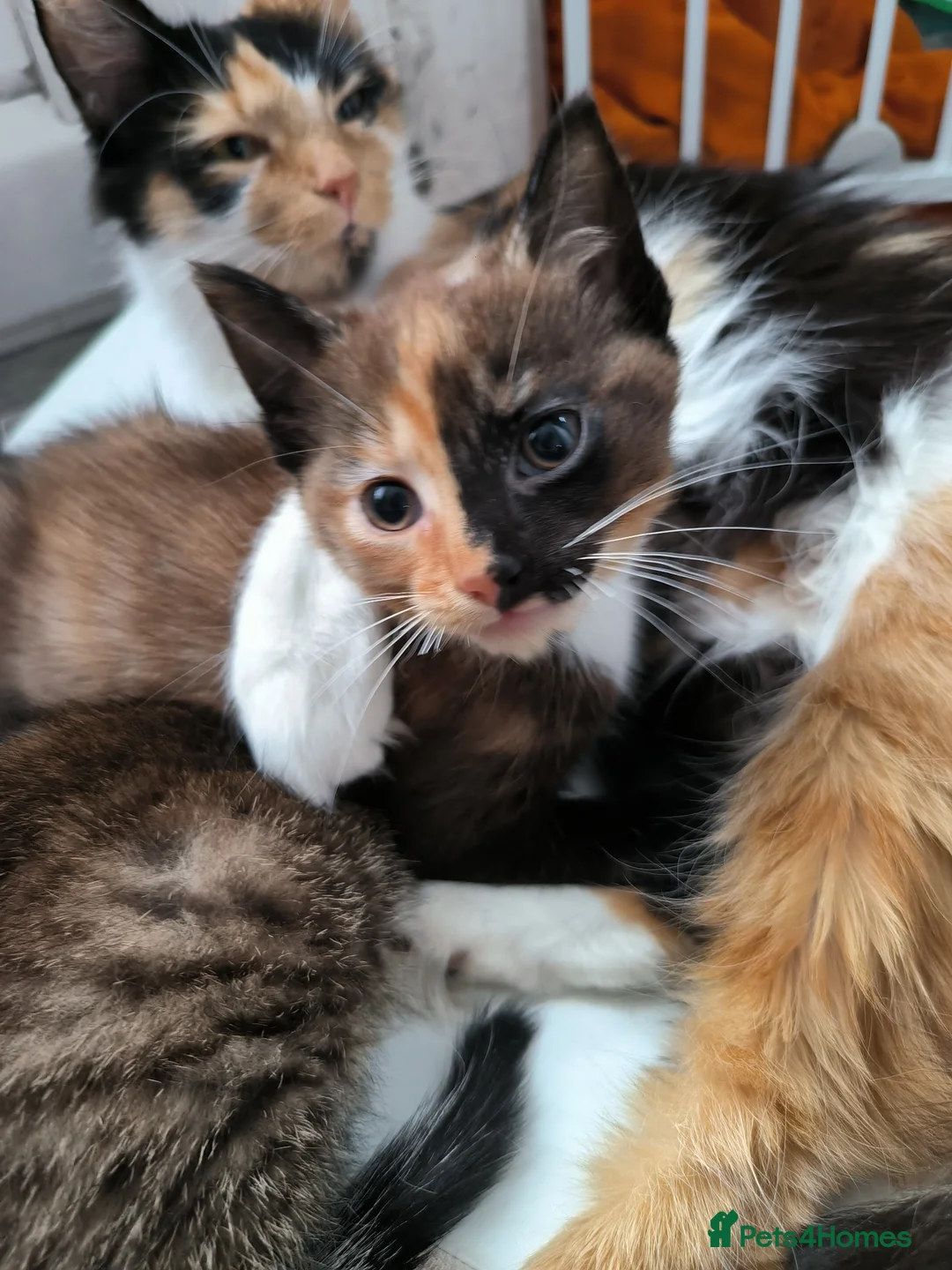 Mixed Breed cats for sale: Beautiful Calico and tabby kitten  - Advert 2