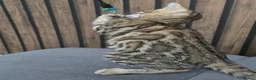 Bengal cats for sale: Ready NOW.. need go ASAP - Advert 15