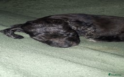 Cockapoo dogs for sale: F2b cockapoo puppies - Image 25