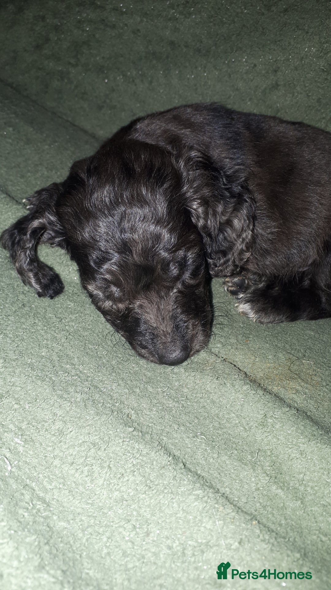 Cockapoo dogs for sale: F2b cockapoo puppies - Image 25