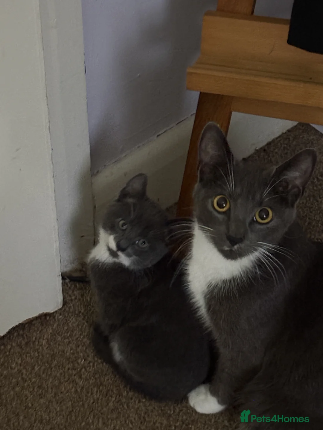 Mixed Breed cats for sale: Kittens - Advert 19