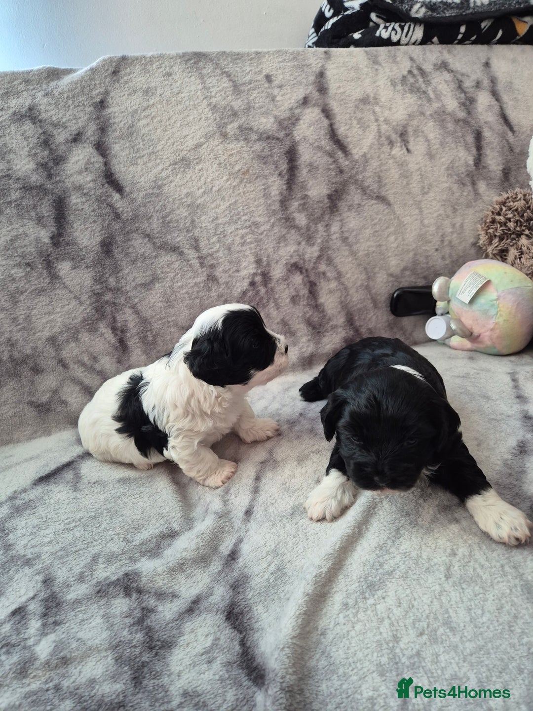Bichon Frise dogs for sale: Bichon frise  - Image 8