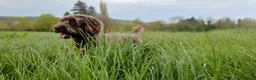 Cockapoo dogs for stud: F1 Cockerpoo - Dad Pedergee Spanial, Mum Cockerpoo in Honiton - Advert 3