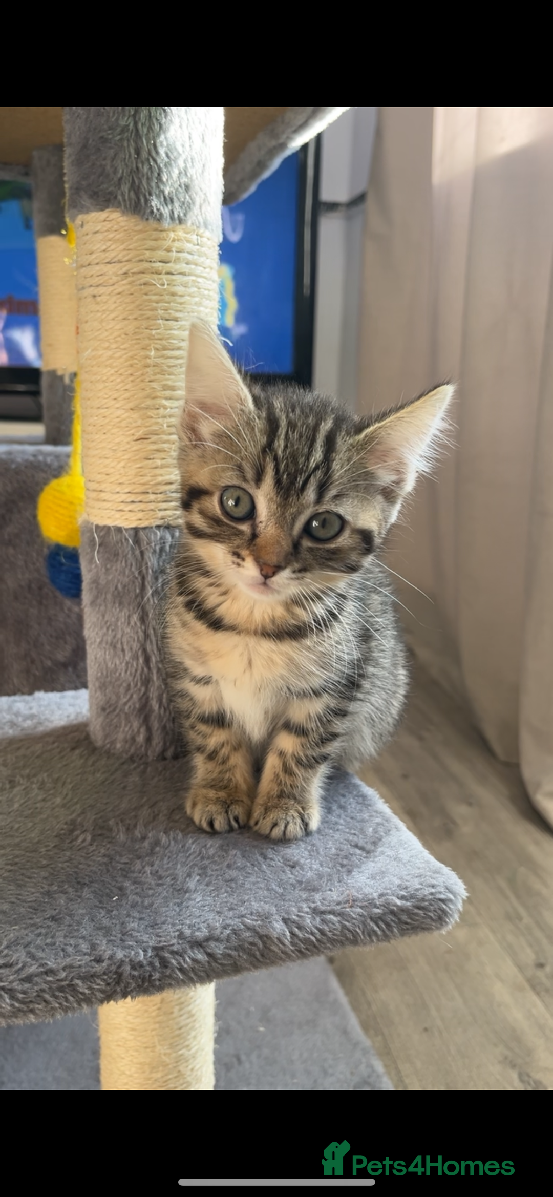 Mixed Breed cats for sale: Male & female kittens - Image 4