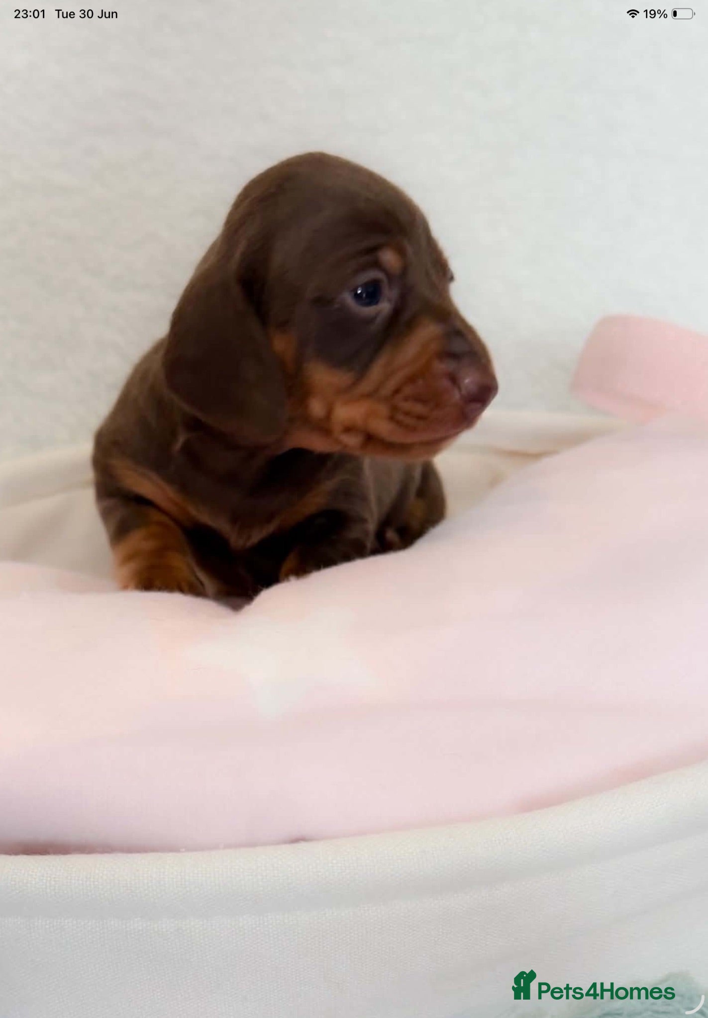 Miniature Dachshund dogs Miniature dachshund pups.KC reg&council licensed - Advert 1