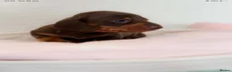 Miniature Dachshund dogs for sale: Miniature dachshund pups.KC reg&council licensed - Advert 1