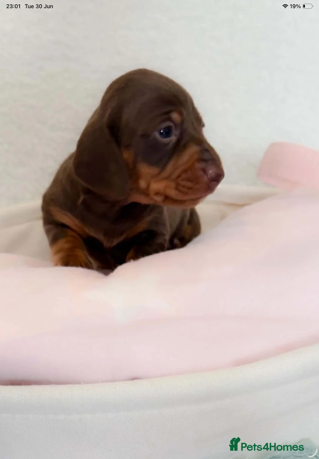 Miniature Dachshund dogs for sale: Miniature dachshund pups.KC reg&council licensed - Advert 1