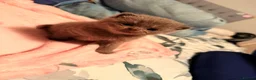 British Shorthair cats for sale: Beautiful British Shorthair Kittens-Rare colours - Advert 5