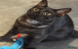 Egyptian Mau cats for sale: TICA reg Spotted EgyptianMau x Bengal LOWEST PRICE - Image 23