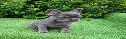 French Bulldog dogs for sale: Gorgeous French Bulldog Puppies  - Advert 12