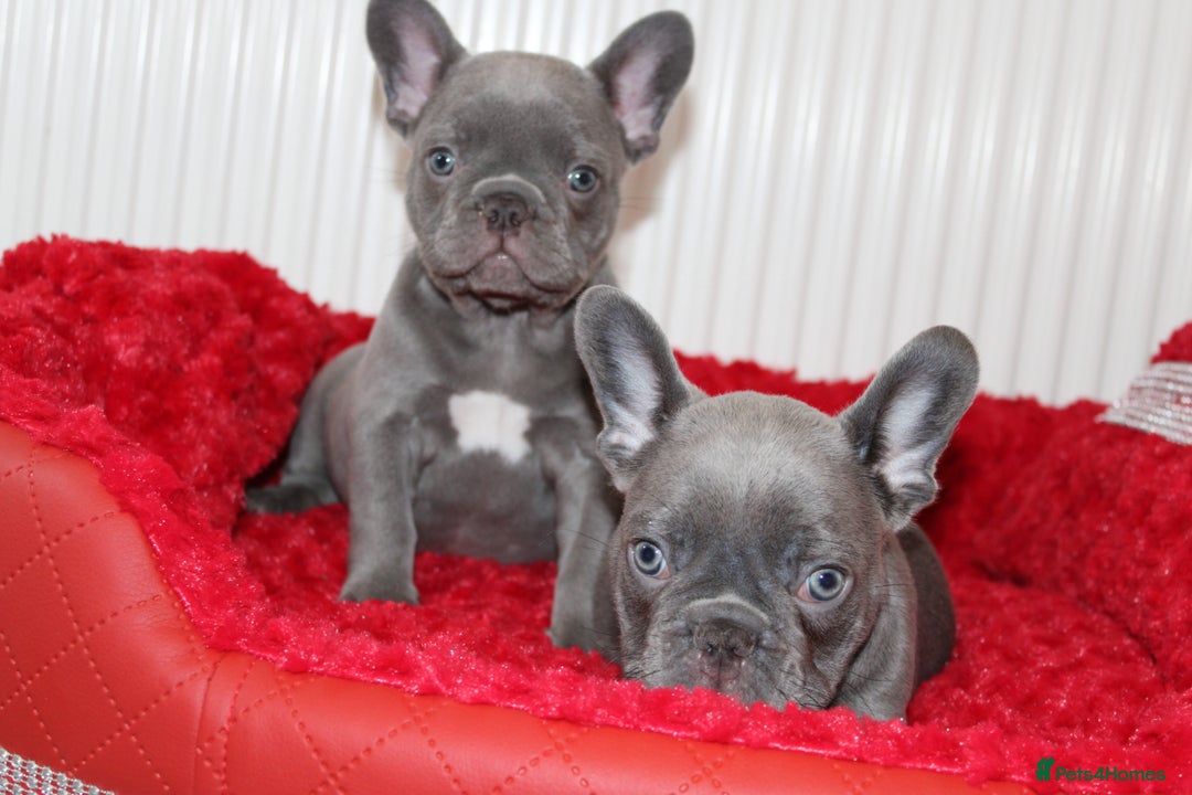 French Bulldog dogs for sale: Solid lilac French bulldog’s  - Advert 6