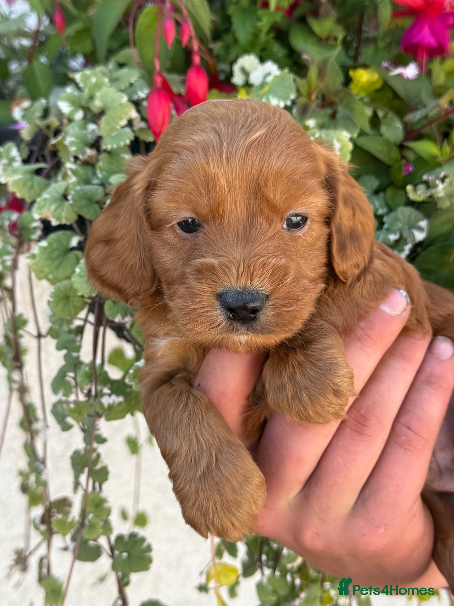 Cockapoo dogs Stunning F1 Cockapoos - Advert 2