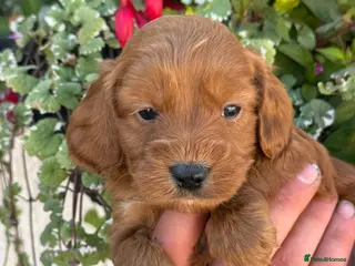 Cockapoo dogs Stunning F1 Cockapoos - Advert 1